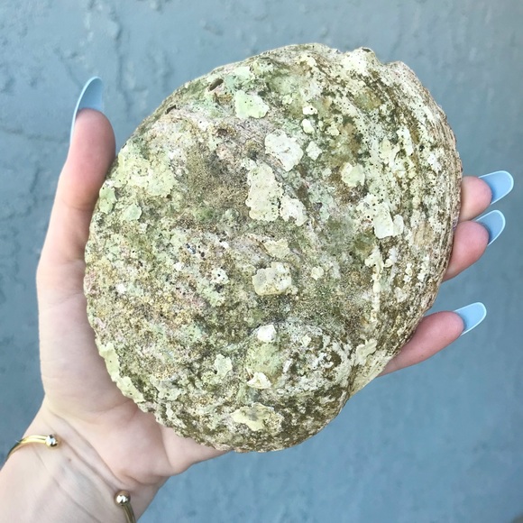 Large Abalone Shell 🐚 - Picture 4 of 5